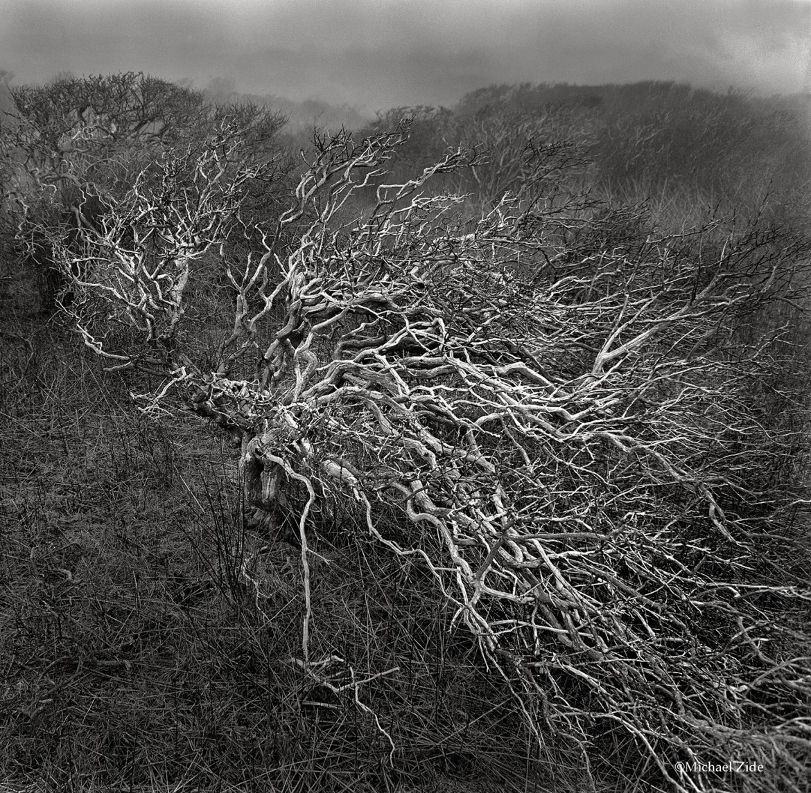 Silver Brush | Chilmark, MA