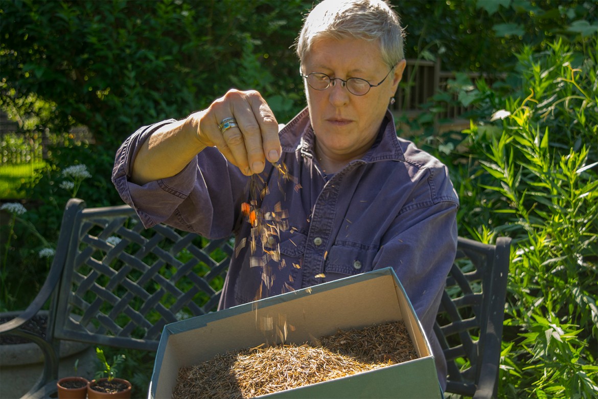 Peggy Zablotny displays her cosmo seeds, all of which she harvested last fall. 