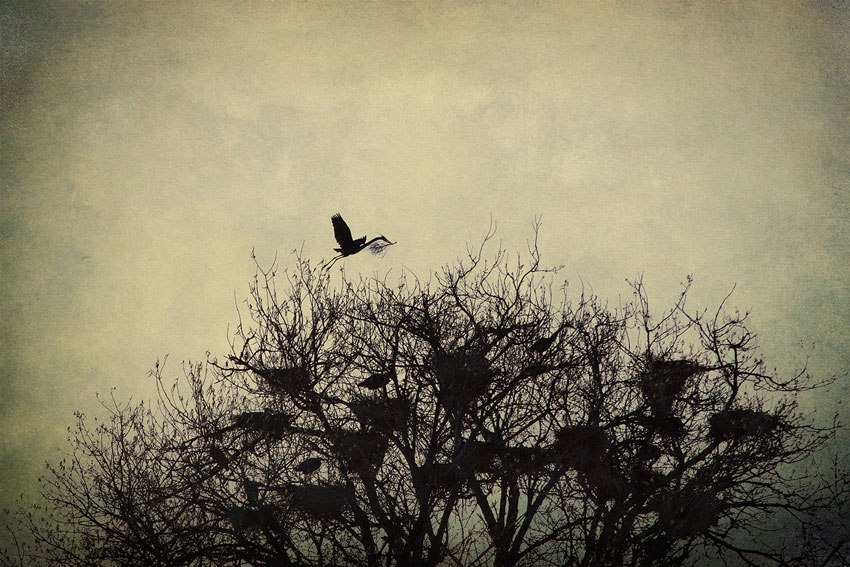 Sarah Mayhew, Heron with stick, 2014.