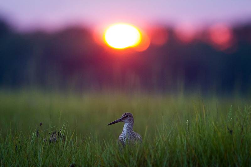A wary willet at sunset.